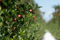 Apple trees, fruit farm. Original public domain image from Flickr