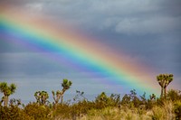 Rainbow over  Joshua trees