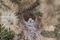 Sparrow nestlings in cholla nest