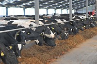 Cow eating, dairy farm, Invercargill. Original public domain image from Flickr