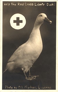 Help the Red Cross liberty duck! Black and white photograph featuring a "liberty duck" that was used to publicize the Red Cross campaign to raise the funds. The caption on the postcard reads: Help the Red Cross liberty duck! The small Red Cross emblem appears next to the duck. Original public domain image from Flickr