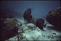 A Few of the Many Species of Coral and Marine Life at John Pennekamp Coral Reef State Park near Key Largo. The Fish Are Grey Angle Fish. Original public domain image from Flickr