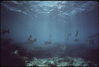 Coral and Marine Life at John Pennekamp Coral Reef State Park, a Few Miles Off Key Largo.  Original public domain image from Flickr