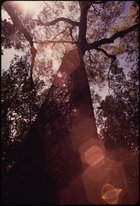 One of Key Largo's Remaining Mahogany Trees.