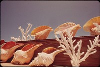 These Souvenir Seashells Are for Sale at the Southernmost Point of the Southernmost City of the United States.  Original public domain image from Flickr