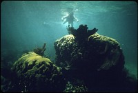 Snorkeler Inspects One of the More Than 40 Species of Coral at John Pennekamp Coral Reef State Park near Key Largo.  Original public domain image from Flickr