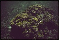 Coral and Sea Life in the John Pennekamp Coral Reef State Park at Key Largo Is Photographed at a Depth of 12 Feet.  Original public domain image from Flickr