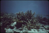 One of the 40 Or More Species of Coral at John Pennekamp Coral Reef State Park, a Few Miles Off Key Largo.  Original public domain image from Flickr