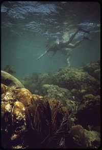 Snorkeling at John Pennekamp Coral Reef State Park near Key Largo. Long-Time Divers Here Say That Dredging and Fill Operations of Local Developers Have Produced a Considerable Decline in Water Clarity.  Original public domain image from Flickr