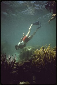 Snorkeler Observes the Coral and Sea Life at the John Pennekamp Coral Reef State Park near Key Largo. Water Clarity Has Noticeably Decreased in Recent Years Because of Dredging and Landfill Operations by Developers. Photographer: Schulke, Flip, 1930-2008. Original public domain image from Flickr