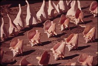 Souvenir Seashells Are Lined Up for Sale Here on the Southernmost Point of the United States.  Original public domain image from Flickr