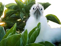 Frigatebird chick at Howland Island NWR