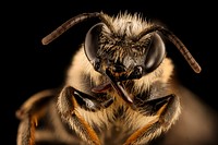 Melitta melittoides, bee, insect face shot.