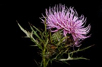 Circium discolor, Field Thistle. 