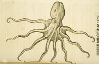 Illustration of an octopus, vintage drawing. Original public domain image from Flickr