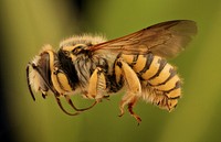 Anthidium illustre, bee, side view.