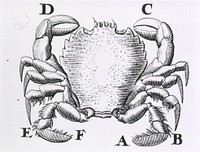 Natural History. A crustacean (crab?). Original public domain image from Flickr