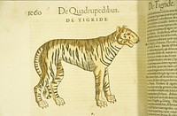 De tigride. Hand-colored woodcut of a tiger in profile. Original public domain image from Flickr