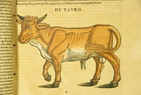 De tauro. Hand-colored woodcut of the bull in profile.Original public domain image from Flickr