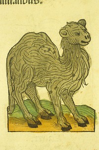 Publication: [Mainz : Jacob Meydenbach, 23 June 1491] . Hand-colored woodcut of the animal. Original public domain image from Flickr