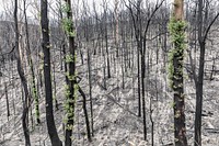 Post-bushfire recovery in Australia