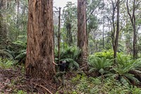 Post-bushfire recovery in Australia