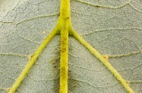 Tilia americana 4, American Basswood underside leaf.