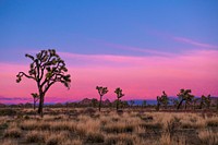 Joshua trees at sunset