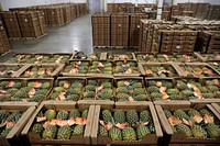 Pallets loaded with thousands of pineapples await distribution to the retail markets in a warehouse at the Port of Wilmington in Wilmington, Del., April 16, 2020.