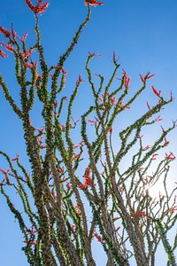 Flowering ocotillo flower 