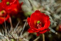 Mojave mound cactus  flower