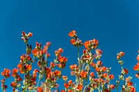 Desert Globemallow flower aesthetic background