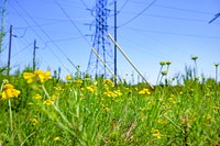 Yellow wildflowers