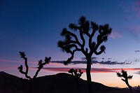 Sunset silhouette Joshua tree