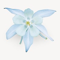 White Columbine flower isolated design