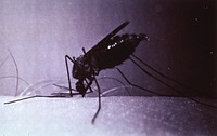 Mosquito in biting position. Anopheles quadrimaculatus in biting position; full of blood down to last three segments with drop of blood leaving tip of abdomen.Original public domain image from Flickr