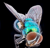 Green Metallic Fly.