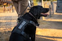 Black Labrador Retriever rescue dog