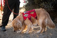 Search and Rescue Canine Team