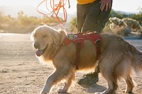 Search and Rescue Canine Team