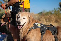 Search and Rescue Canine Team
