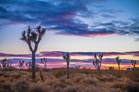 Joshua trees at sunset 