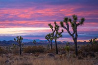 Joshua trees at sunset