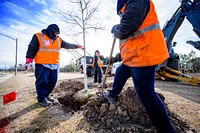 Public Works plants trees along Regency Boulevard on Tuesday, February 2, 2021. Original public domain image from Flickr