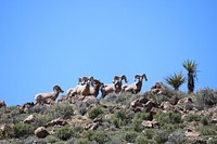 Herd of Bighorn Sheep