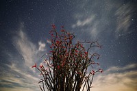 Aesthetic blooming Ocotillo at night background