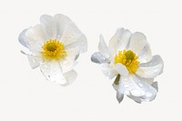 Mount Cook lilies isolated image on white