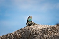 Desert spiny lizard 