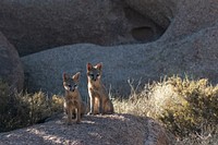 Gray Foxes