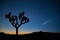 Sunset silhouette Joshua tree